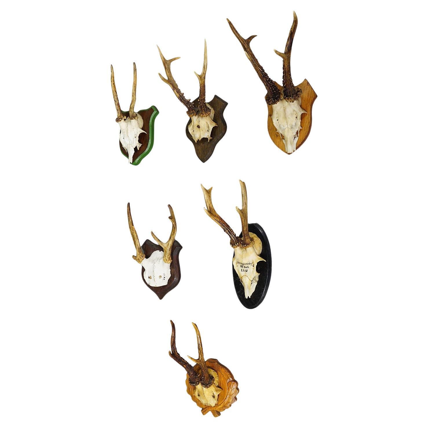 Set of Six Black Forest Roe Deer Trophies on Wooden Plaques - Germany