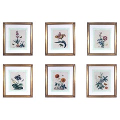 Set of Six Botanical Framed Prints, by Benjamin Wilkes