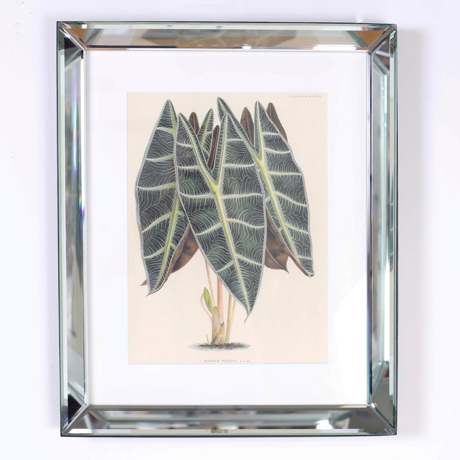 Set of Six Botanical Prints in Mirrored Frames by Trowbridge 2