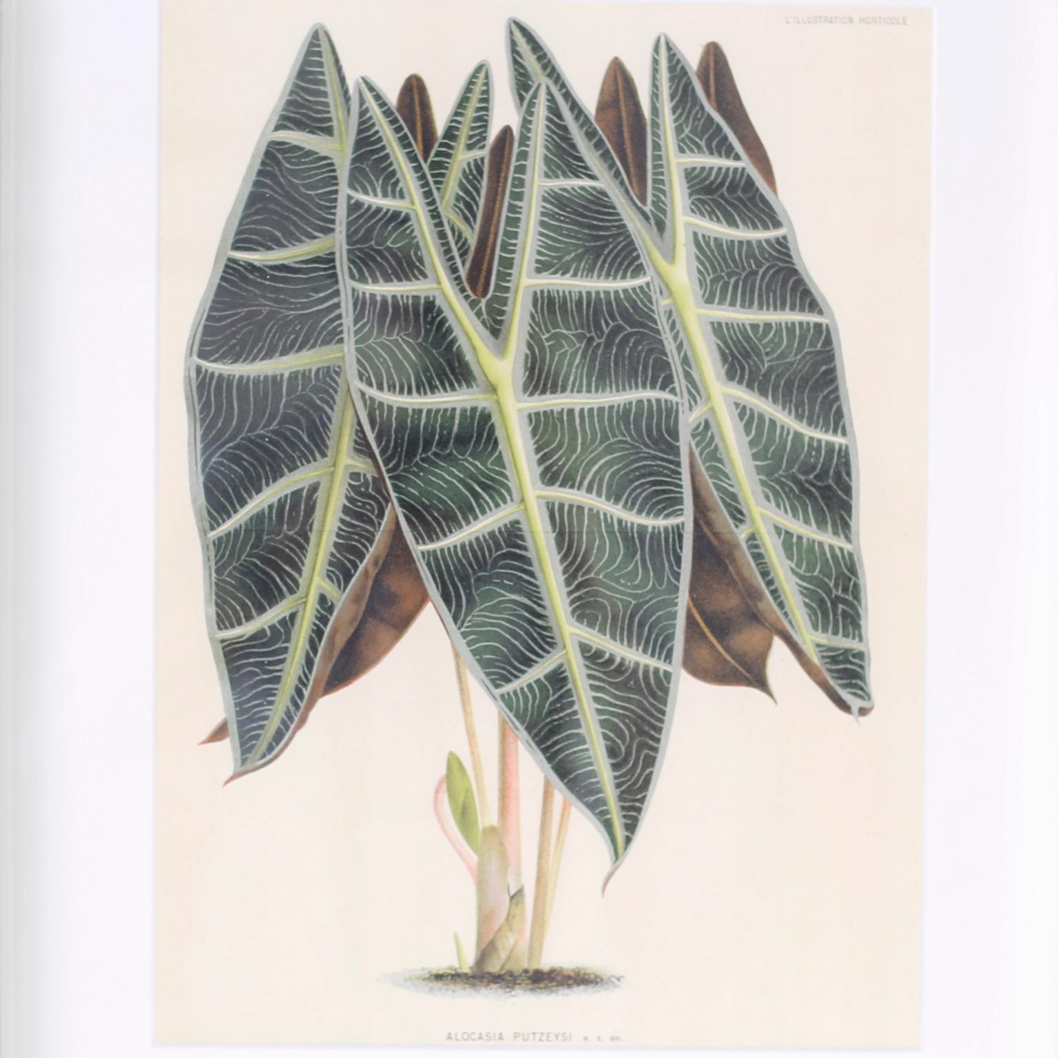 Set of Six Botanical Prints in Mirrored Frames by Trowbridge 3