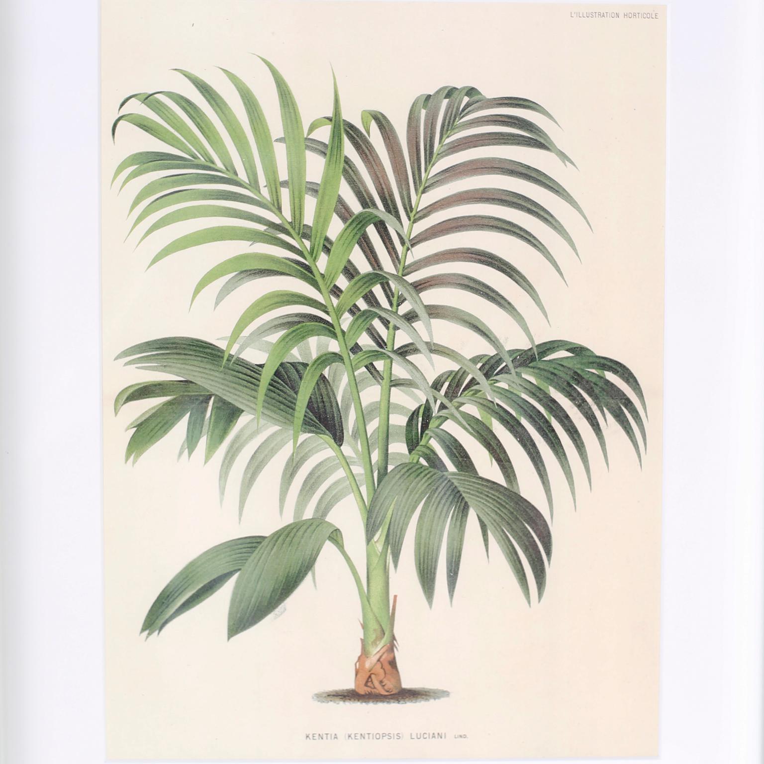 Contemporary Set of Six Botanical Prints in Mirrored Frames by Trowbridge