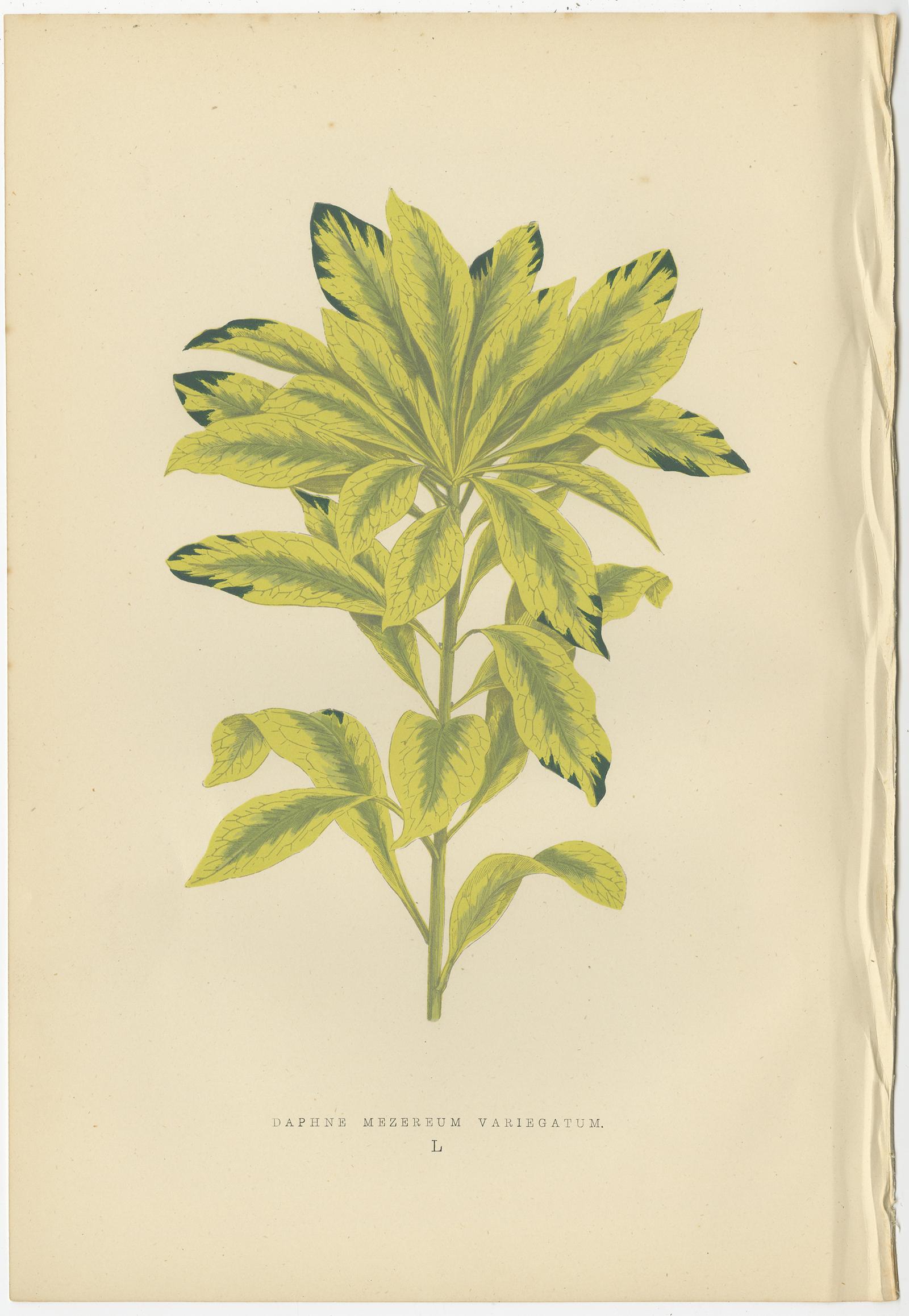 Set of 6 botany prints titled 'Crataegus Prunifolia Variegata, Hoya Carnosa Variegata, Grapthyllum Pictum, Pothos Argyraea, Daphne Mezereum Variegatum, Euonymus Japonicus Aureus Variegatus, Maranta Micans'. It shows a frosted thorn, a wax plant, the
