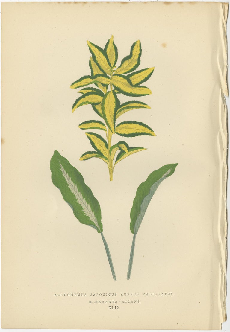 Set of six Botany Prints of Leafy Plants by Lowe, 1861 In Good Condition For Sale In Langweer, NL