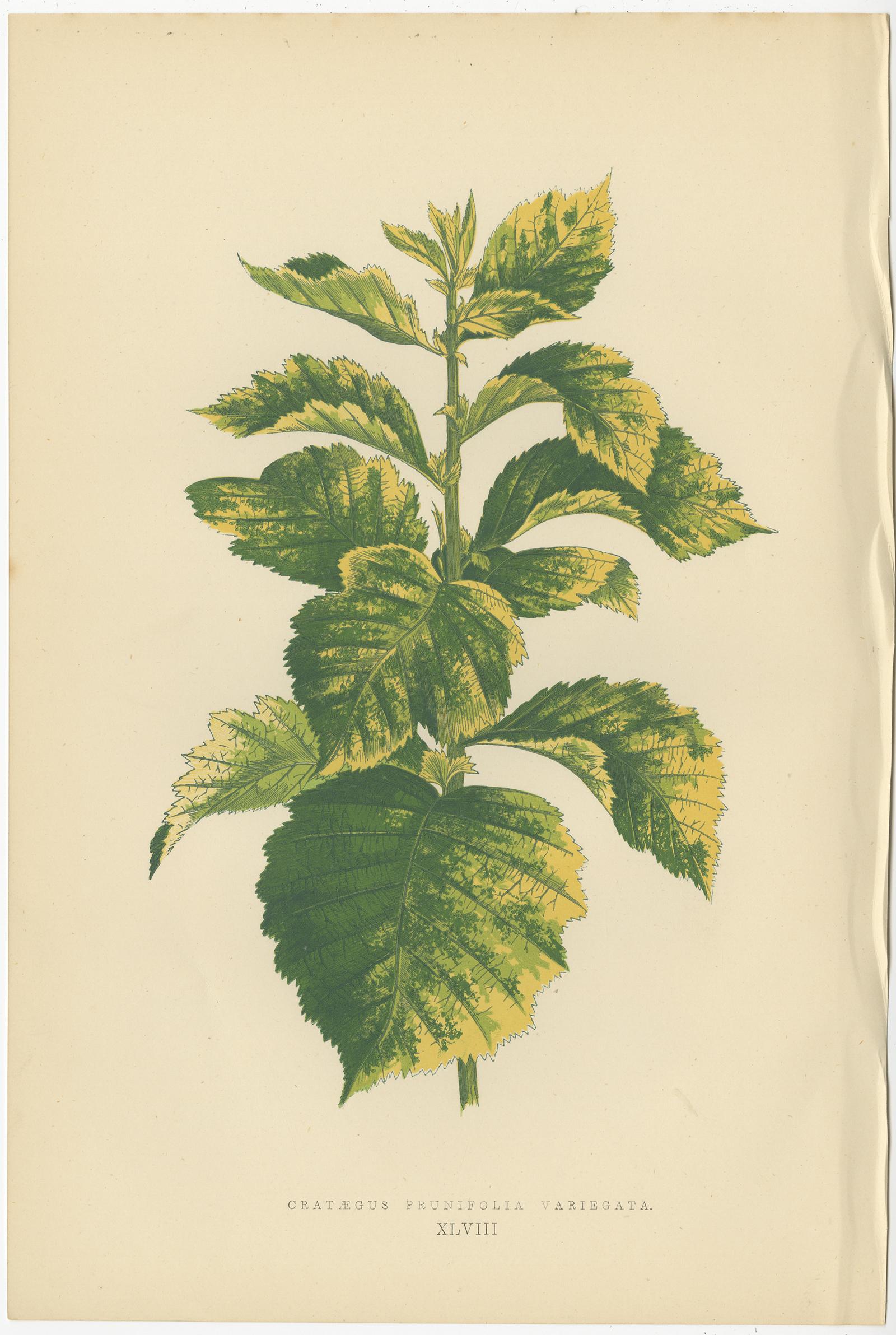 lowe plants