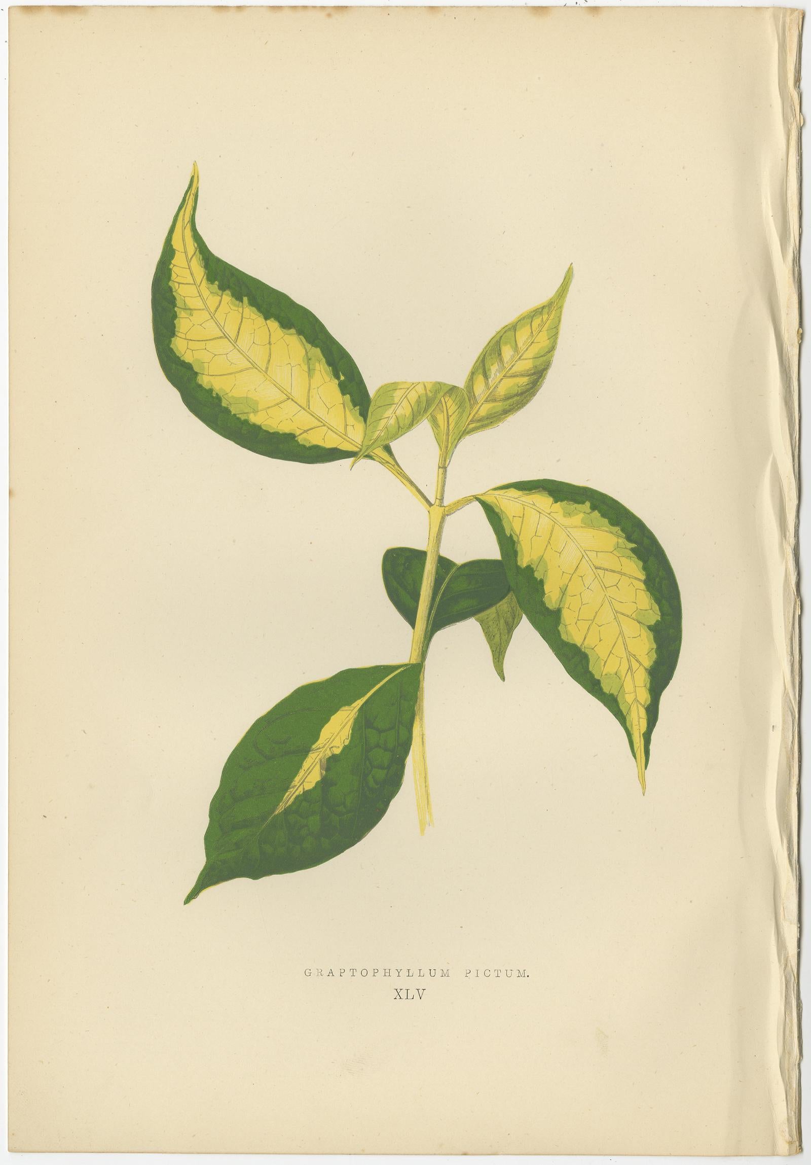 leafy perennials