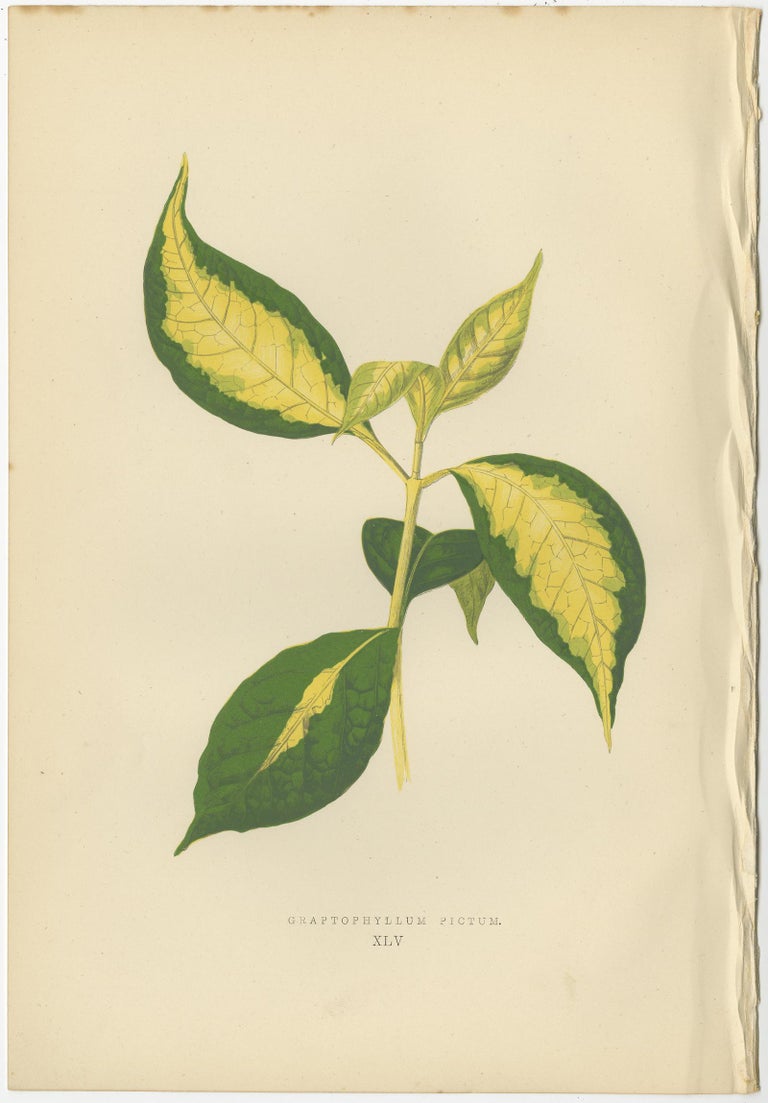 Paper Set of six Botany Prints of Leafy Plants by Lowe, 1861 For Sale