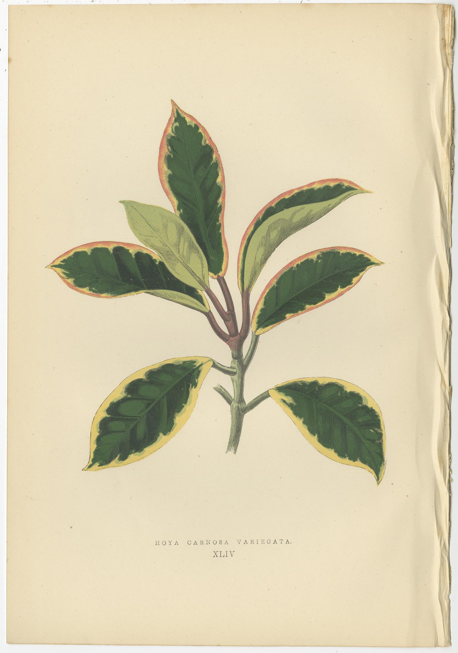 Set of six Botany Prints of Leafy Plants by Lowe, 1861 In Good Condition In Langweer, NL