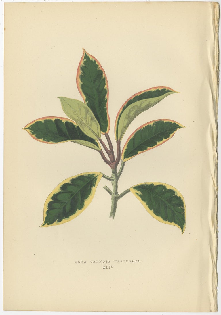 Set of six Botany Prints of Leafy Plants by Lowe, 1861 For Sale 1