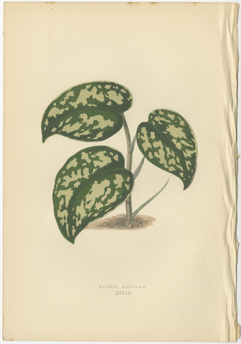Set of six Botany Prints of Leafy Plants by Lowe, 1861 For Sale 2