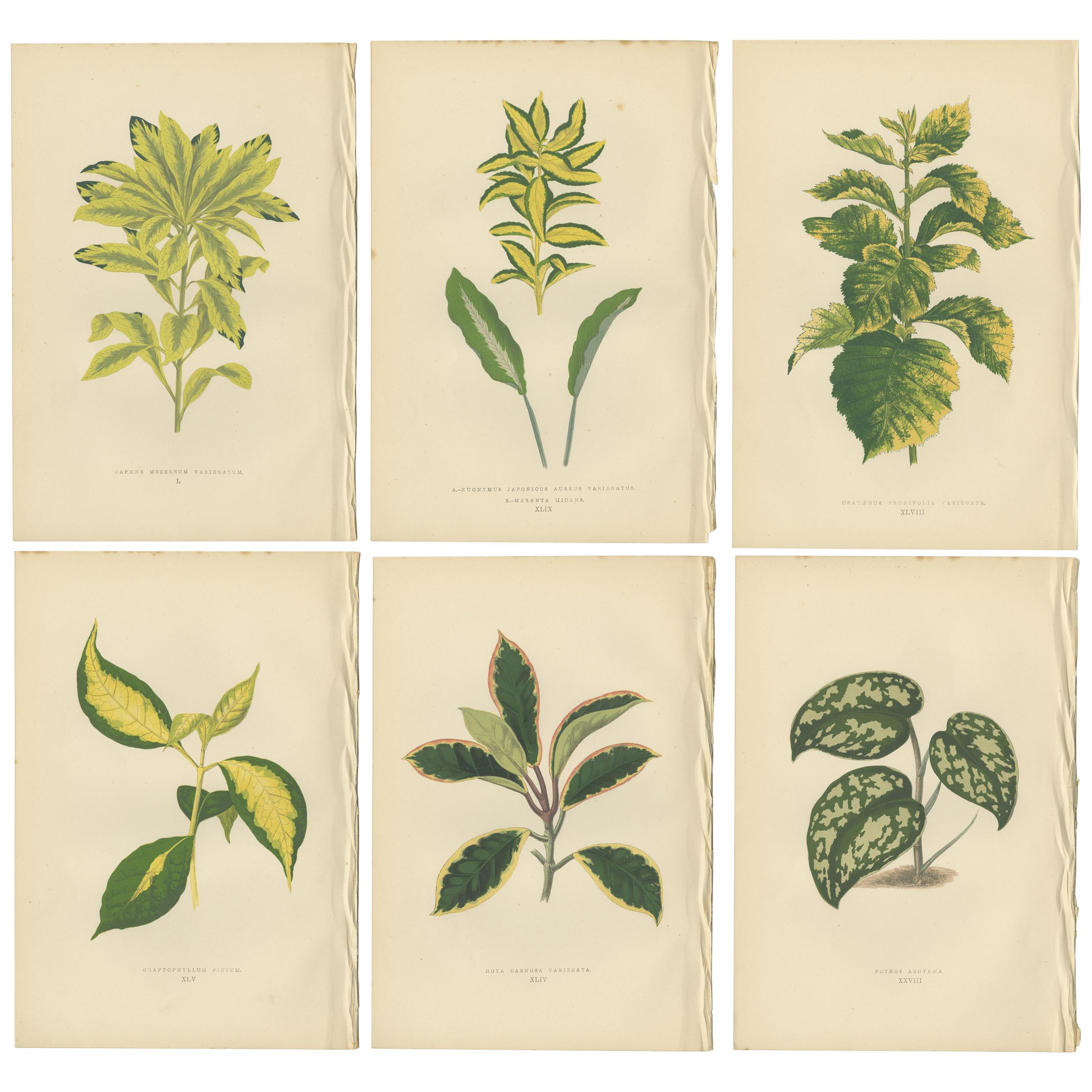 Set of six Botany Prints of Leafy Plants by Lowe, 1861