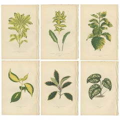 Set of six Botany Prints of Leafy Plants by Lowe, 1861