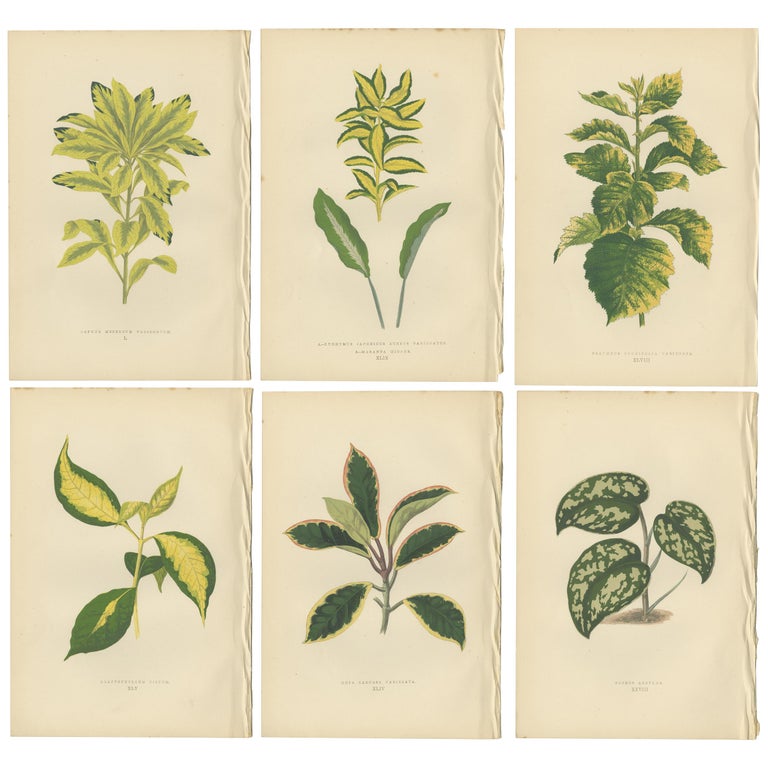Set of six Botany Prints of Leafy Plants by Lowe, 1861 For Sale