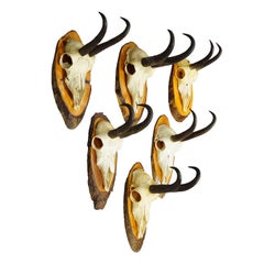 Set of Six Chamois Trophies on Birch Slices Germany ca. 1960s