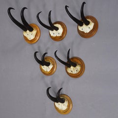 Set of Six Chamois Trophies on Turned Plaques Germany ca. 1920s