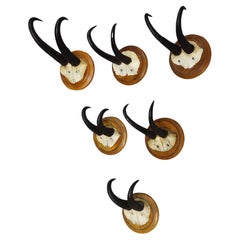 Set of Six Chamois Trophies on Turned Plaques Germany ca. 1920s