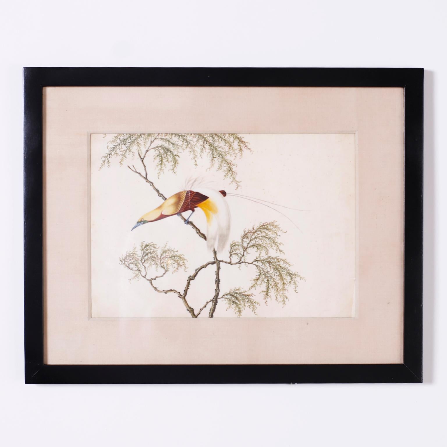Set of six Chinese watercolors on paper of song birds in trees executed in a distinctive delicate style with bold colors. Presented in wood frames under glass.