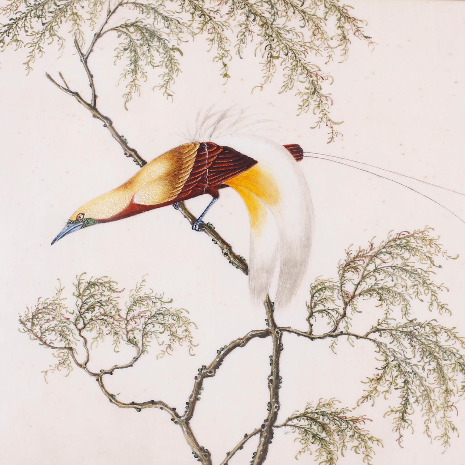 Chinese Export Set of Six Chinese Watercolors of Song Birds For Sale