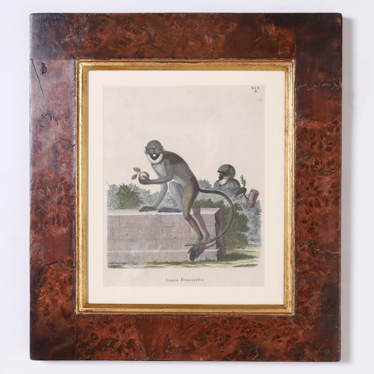 Set of Six Copper Plate Engravings of Monkeys For Sale at 1stDibs
