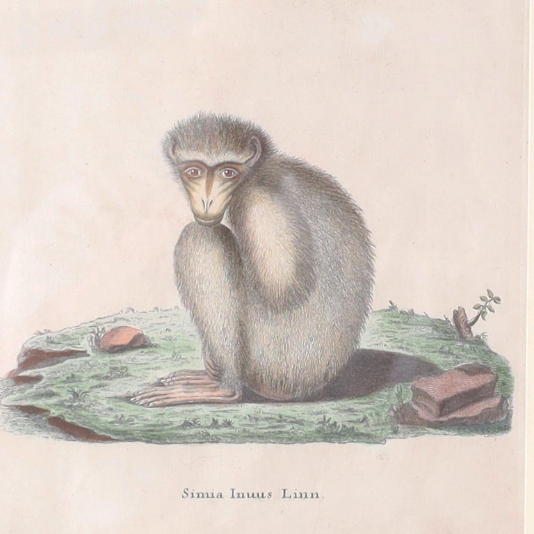 Set of Six Copper Plate Engravings of Monkeys For Sale at 1stDibs