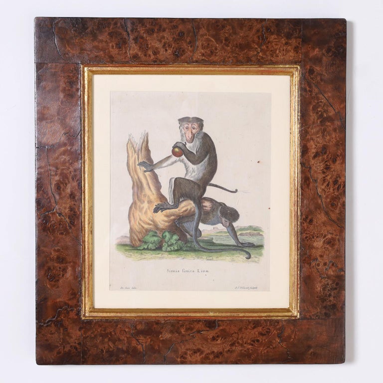 Set of Six Copper Plate Engravings of Monkeys For Sale at 1stDibs