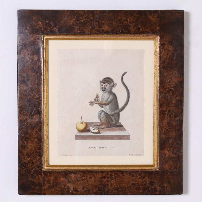 Set of Six Copper Plate Engravings of Monkeys For Sale at 1stDibs