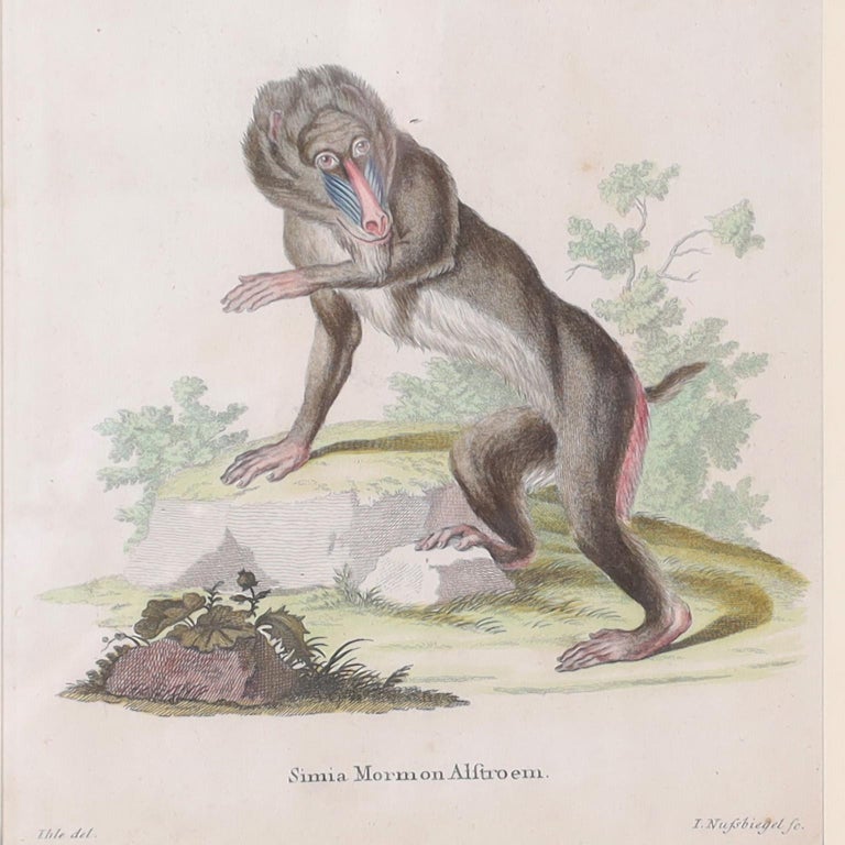 Set of Six Copper Plate Engravings of Monkeys For Sale at 1stDibs