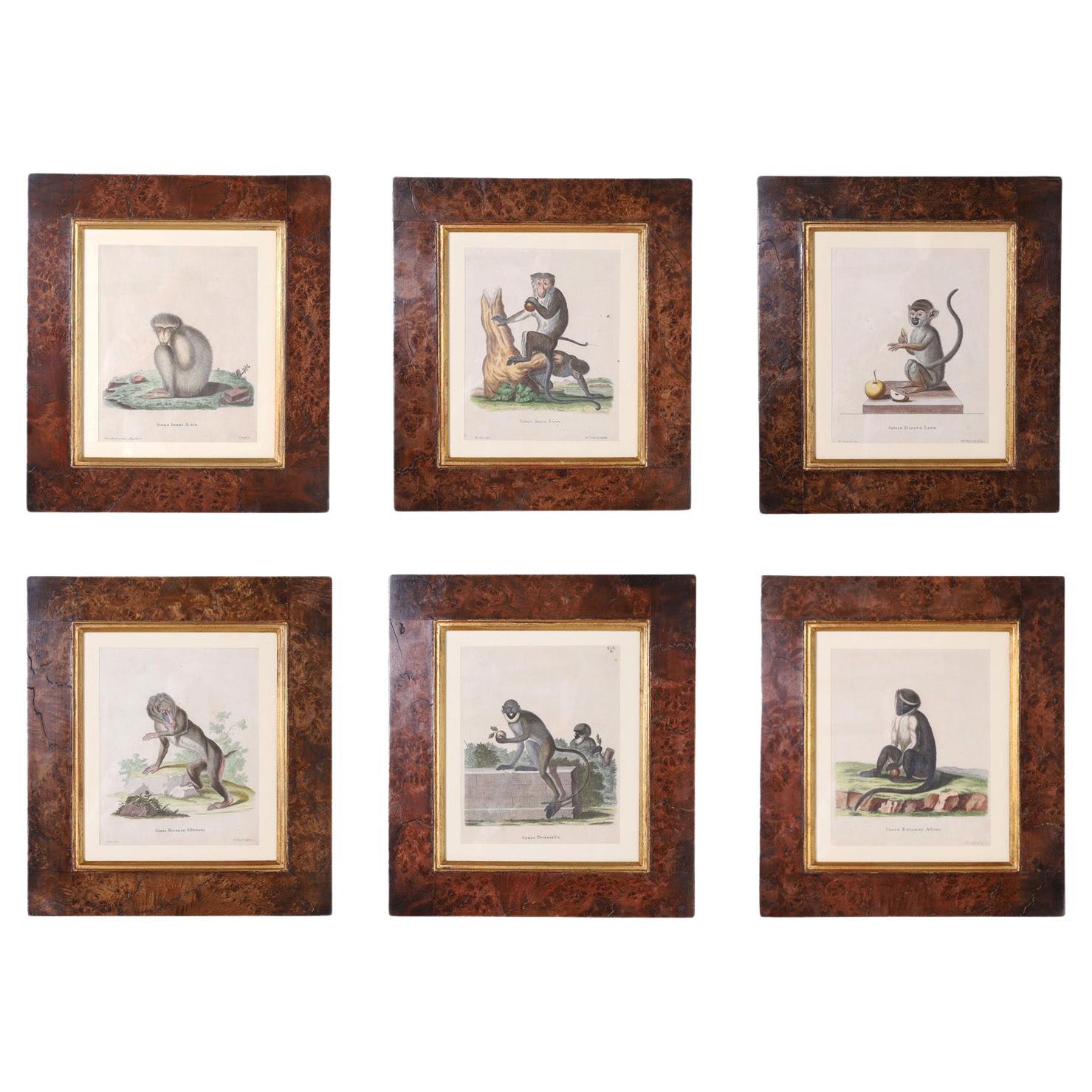 Set of Six Copper Plate Engravings of Monkeys
