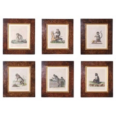 Set of Six Copper Plate Engravings of Monkeys