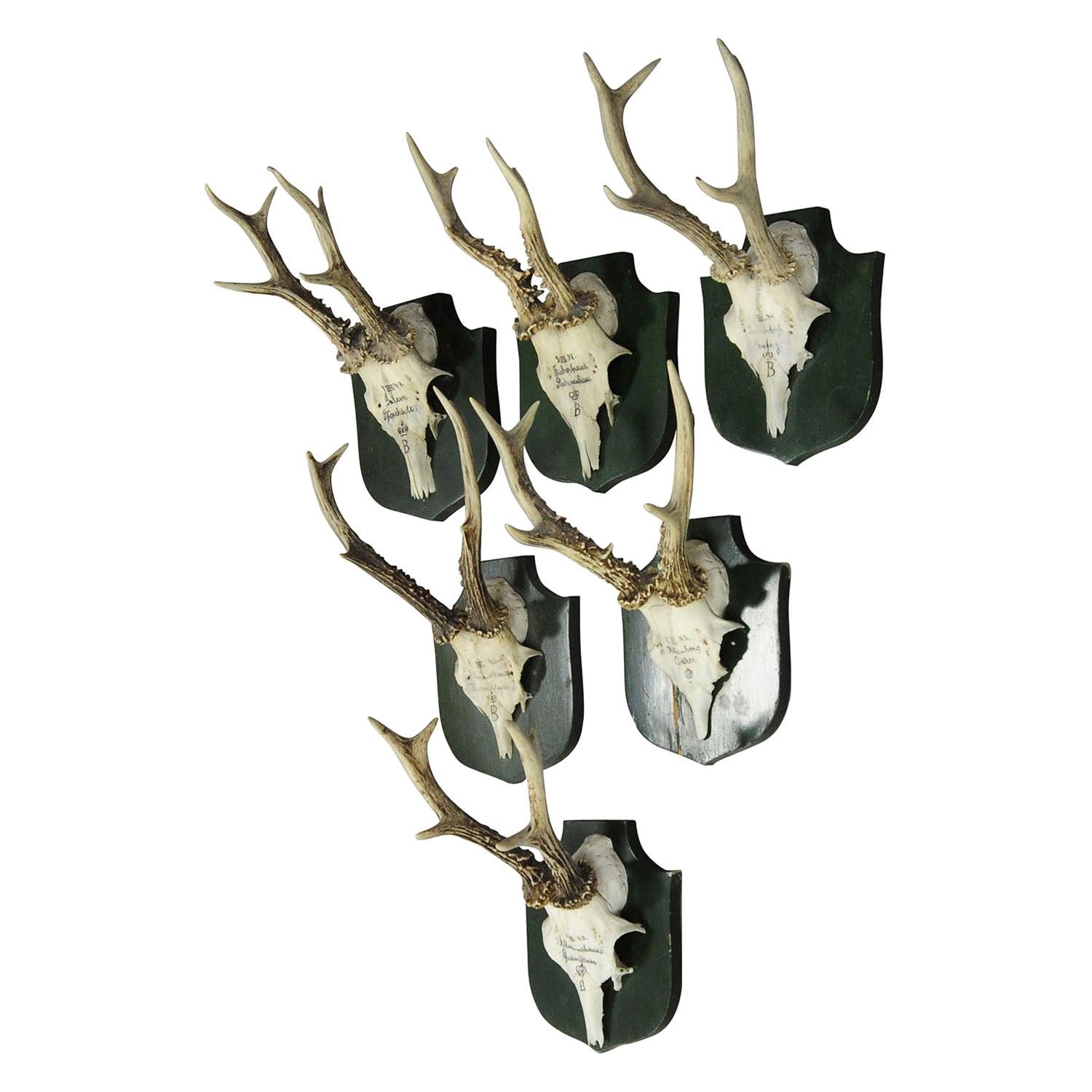 Set of Six Deer Trophies from Palace Salem, Germany