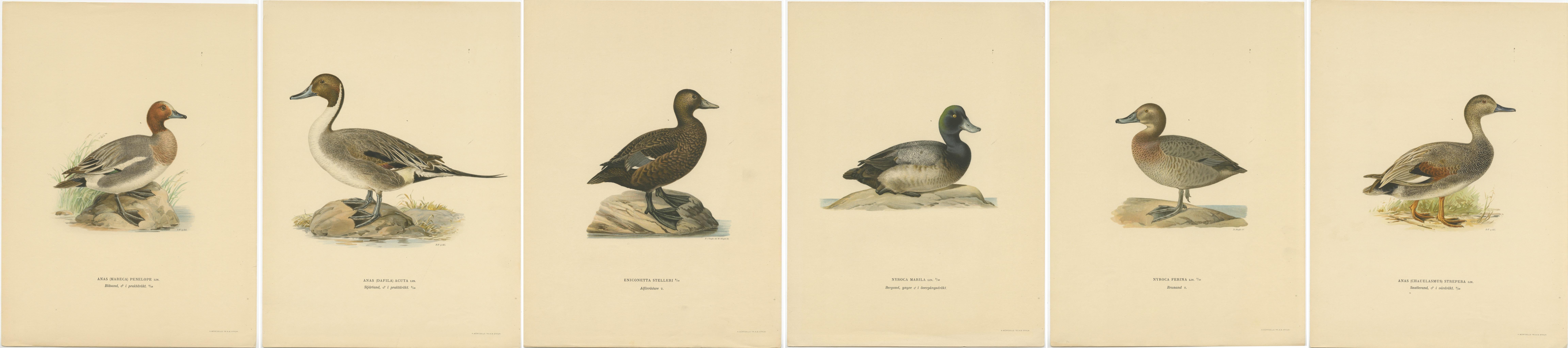 The vintage duck prints from the second edition of 