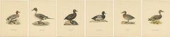 Set of Six Duck Prints by Von Wright, 1920