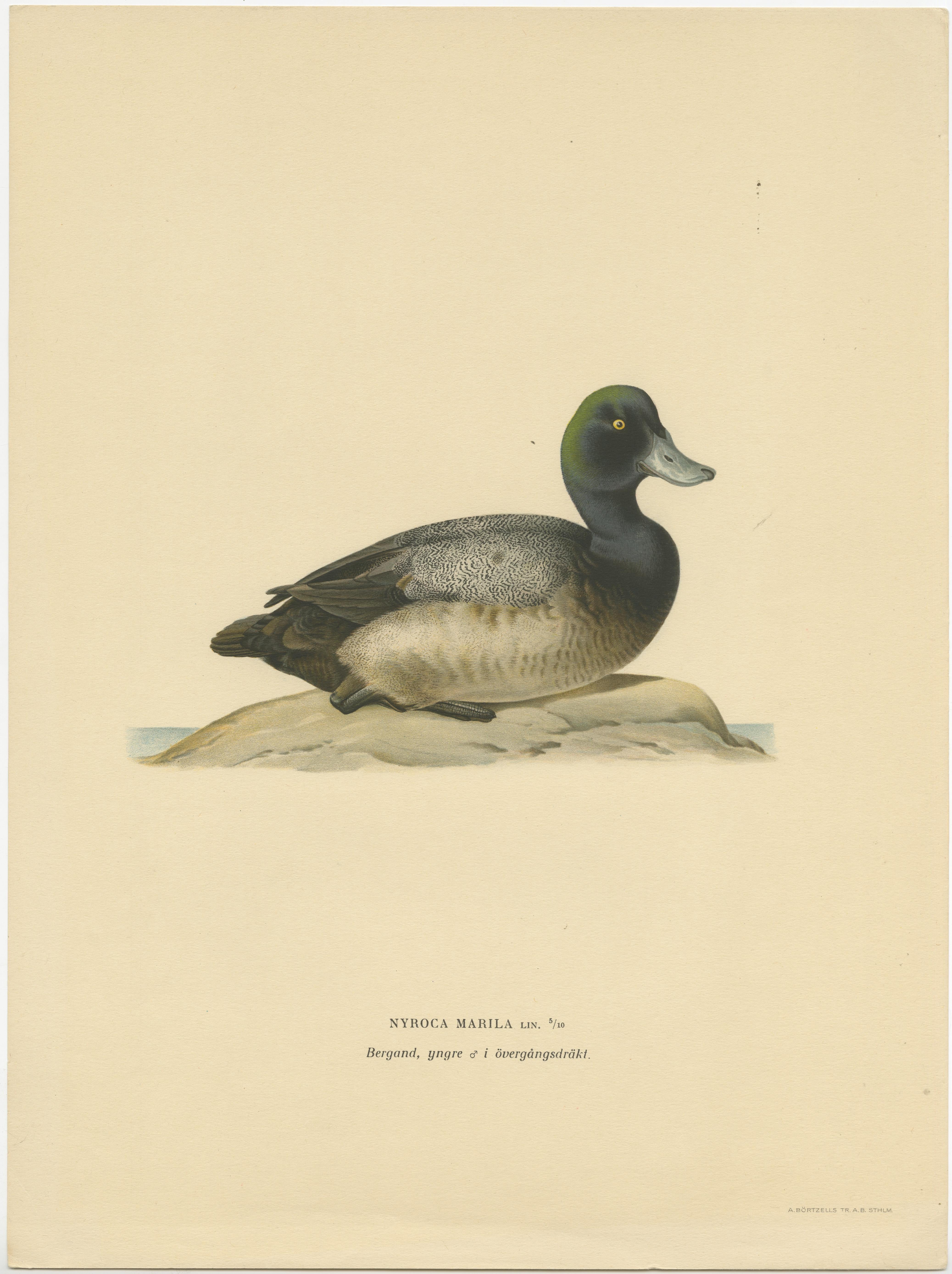 Set of Six Duck Prints by Von Wright, 1920 In Good Condition For Sale In Langweer, NL