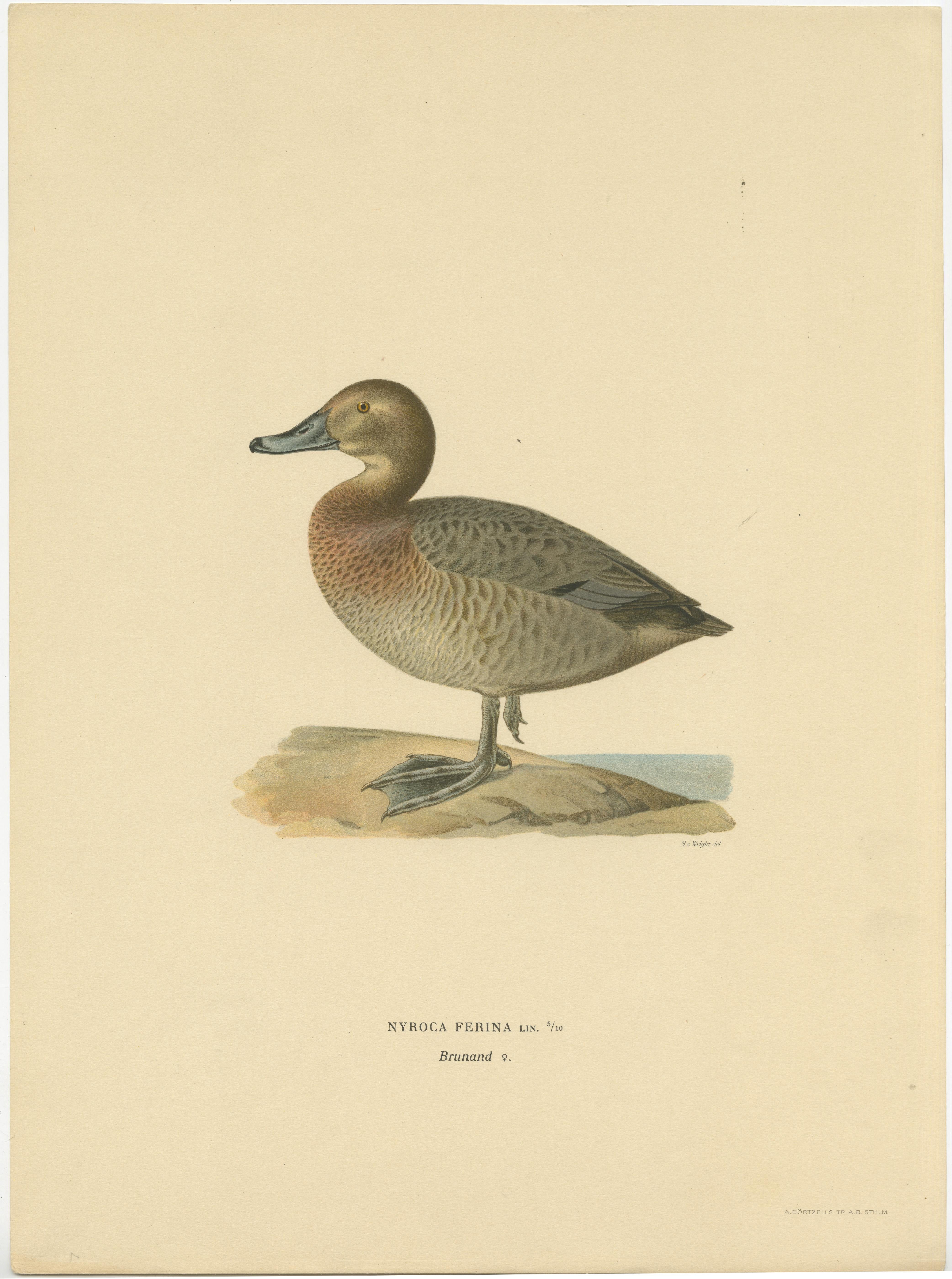Early 20th Century Set of Six Duck Prints by Von Wright, 1920 For Sale