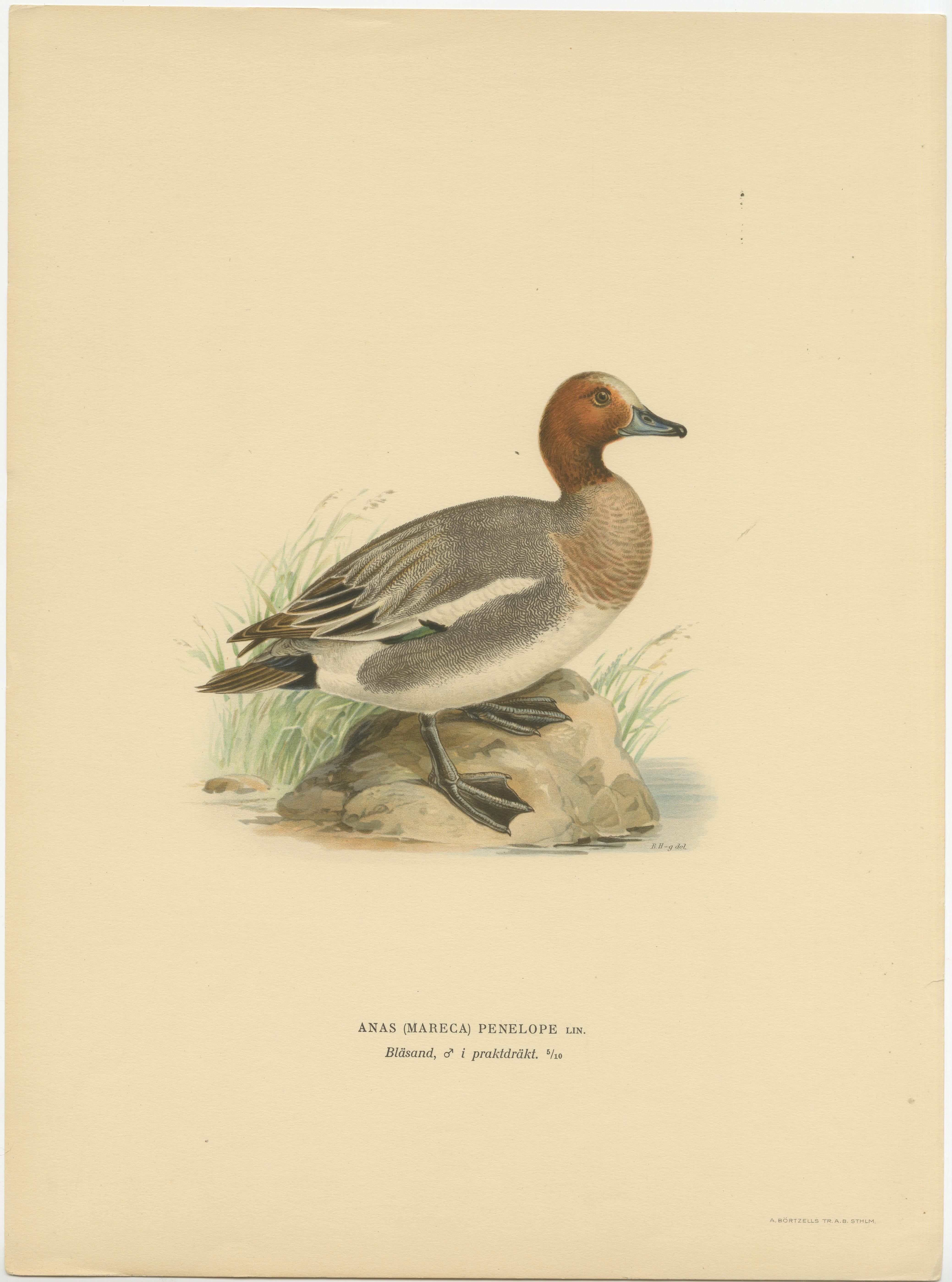 Set of Six Duck Prints by Von Wright, 1920 For Sale 2