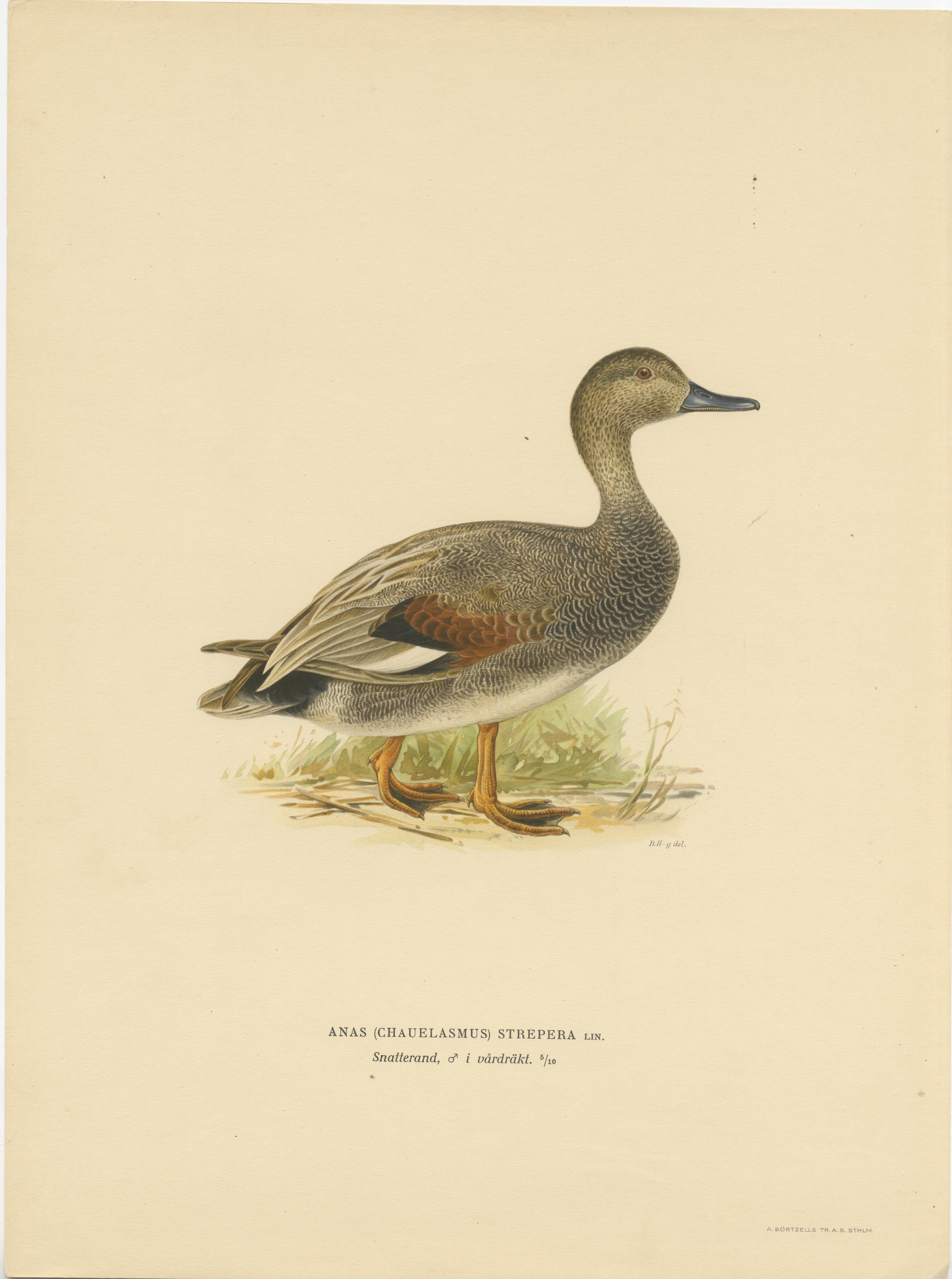 Set of Six Duck Prints by Von Wright, 1920 For Sale 3
