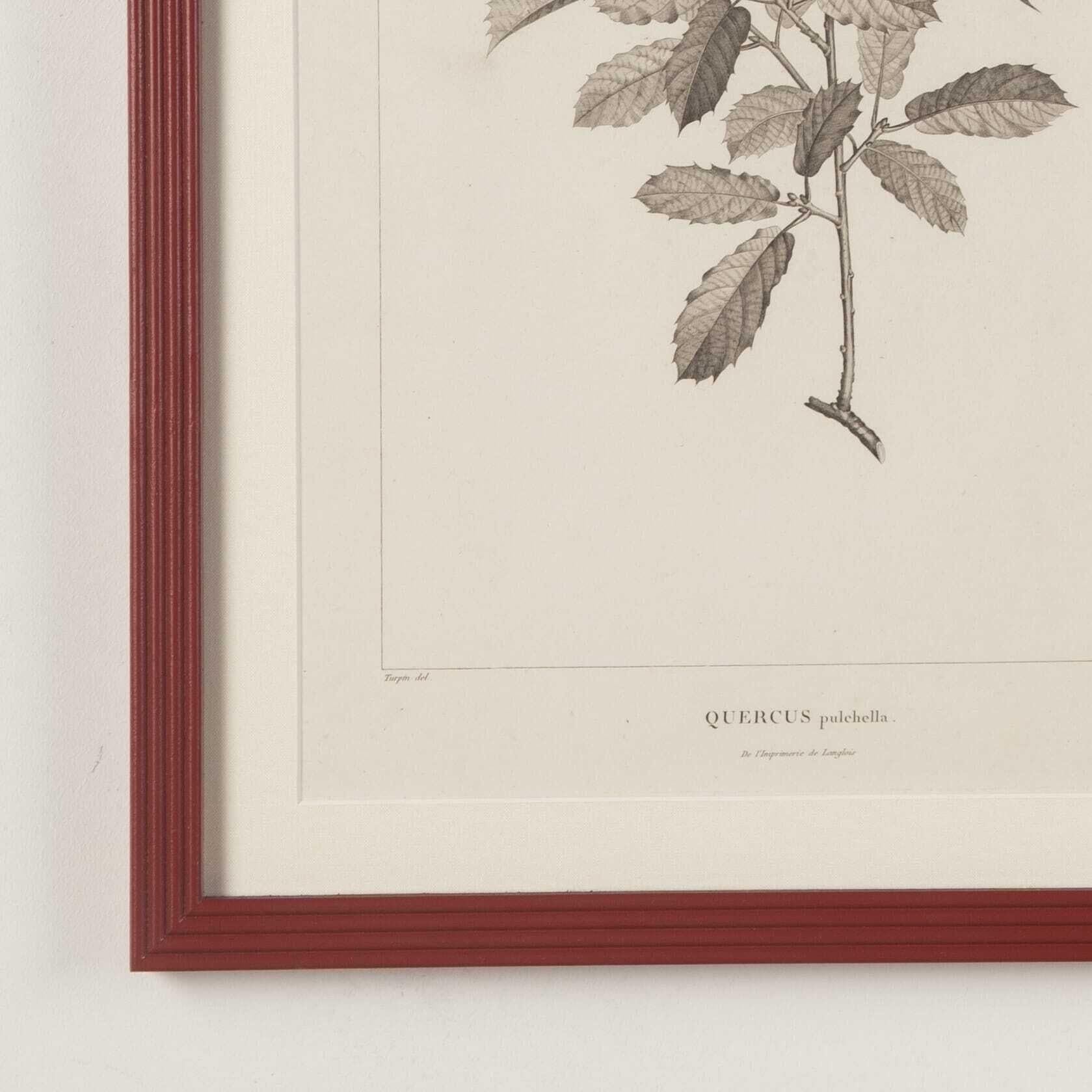 Set of Six Early 19th Century French Botanical Engravings In Good Condition In Gloucestershire, GB