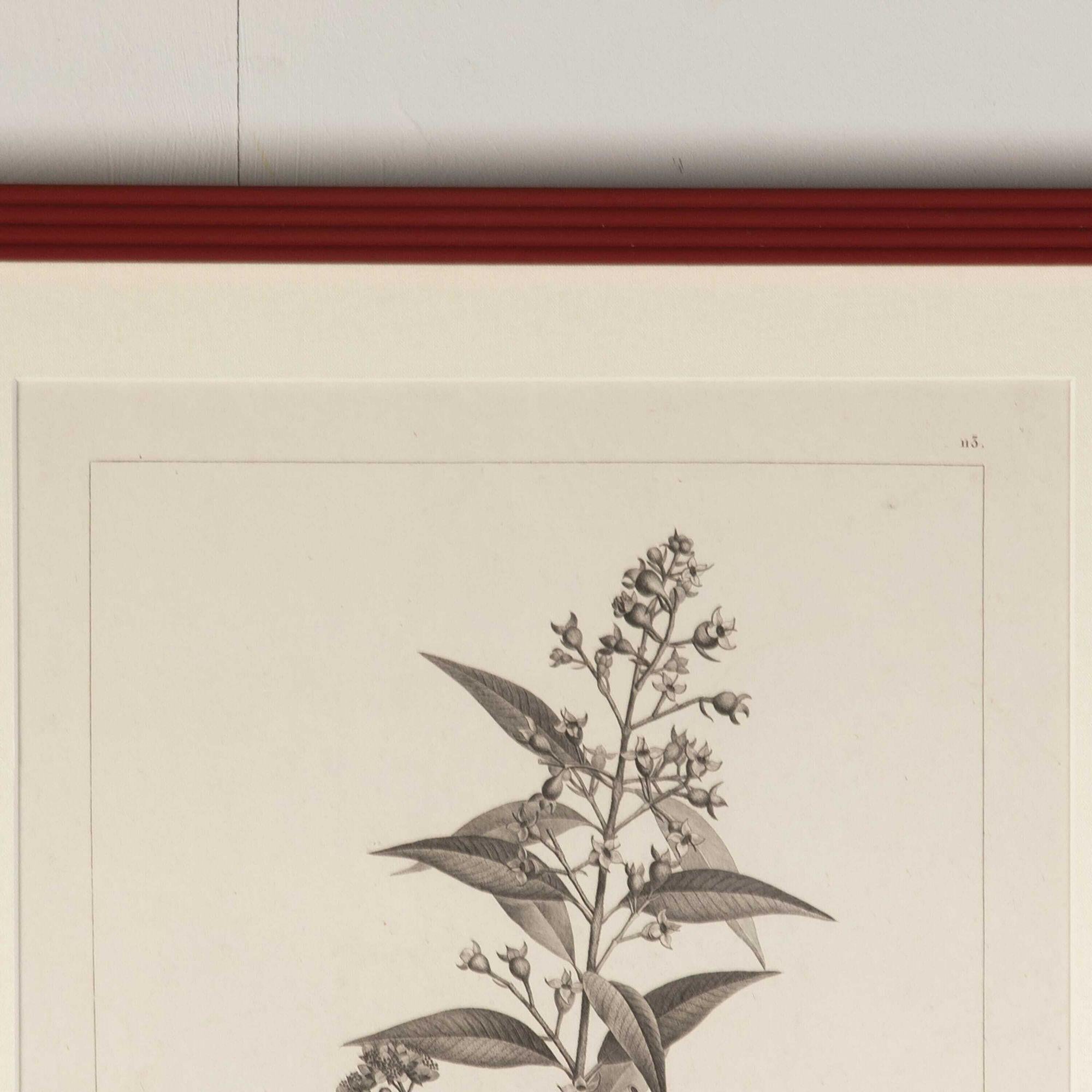 Paper Set of Six Early 19th Century French Botanical Engravings