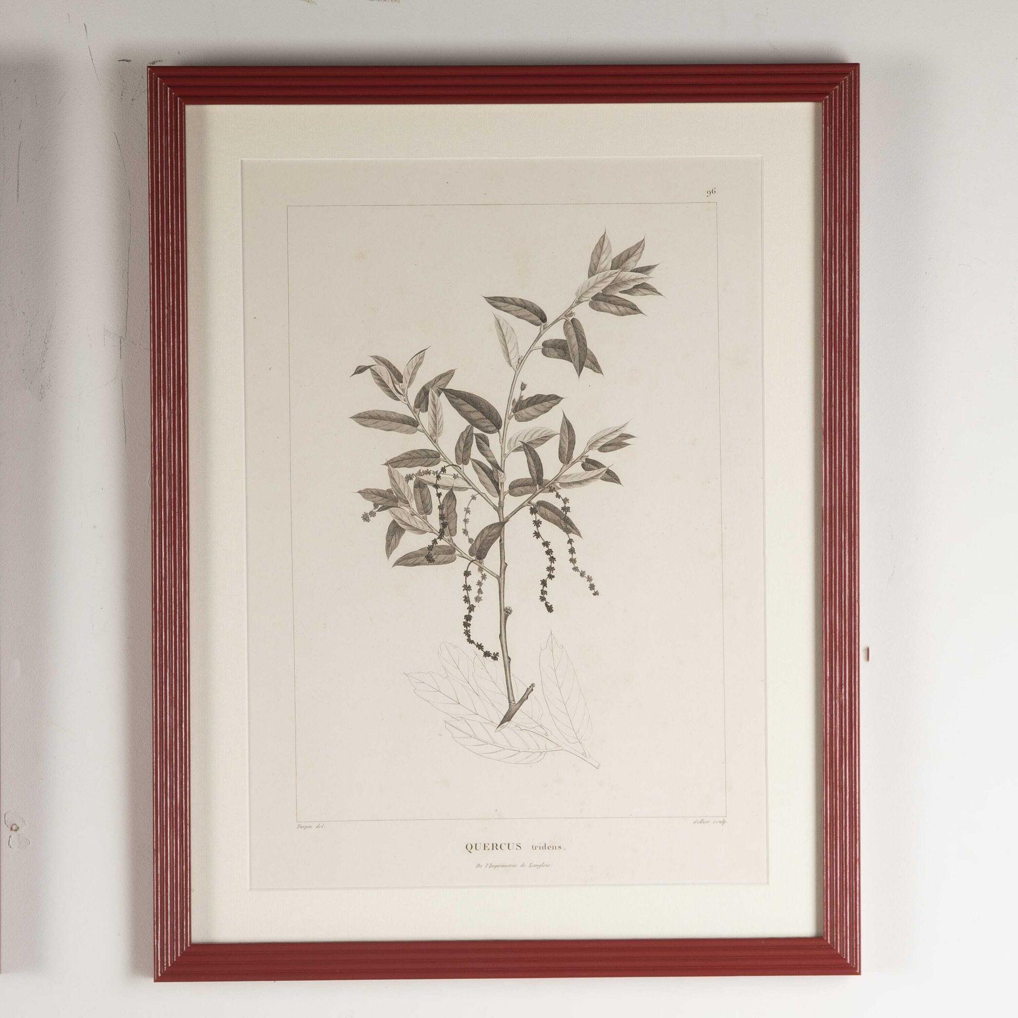 Set of Six Early 19th Century French Botanical Engravings 1