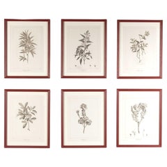 Set of Six Early 19th Century French Botanical Engravings