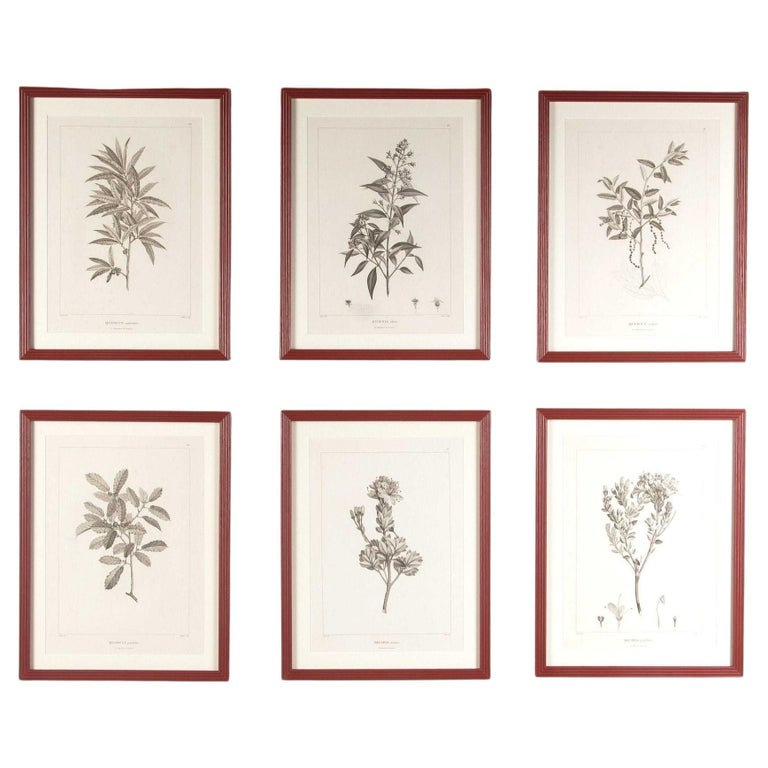 Set of Six Early 19th Century French Botanical Engravings For Sale at ...