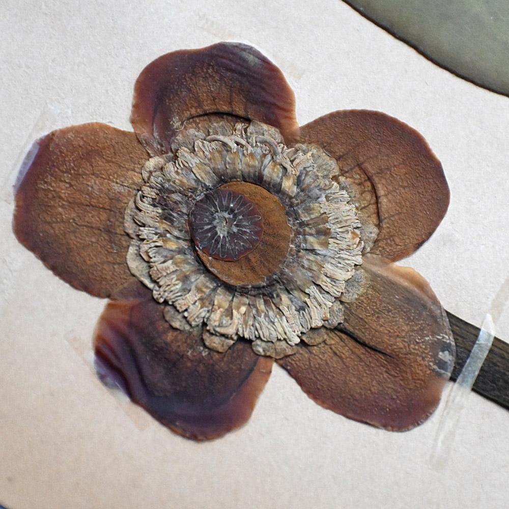 Ensemble de six échantillons encadrés de fleurs botaniques pressées du début du 20e siècle en vente 2