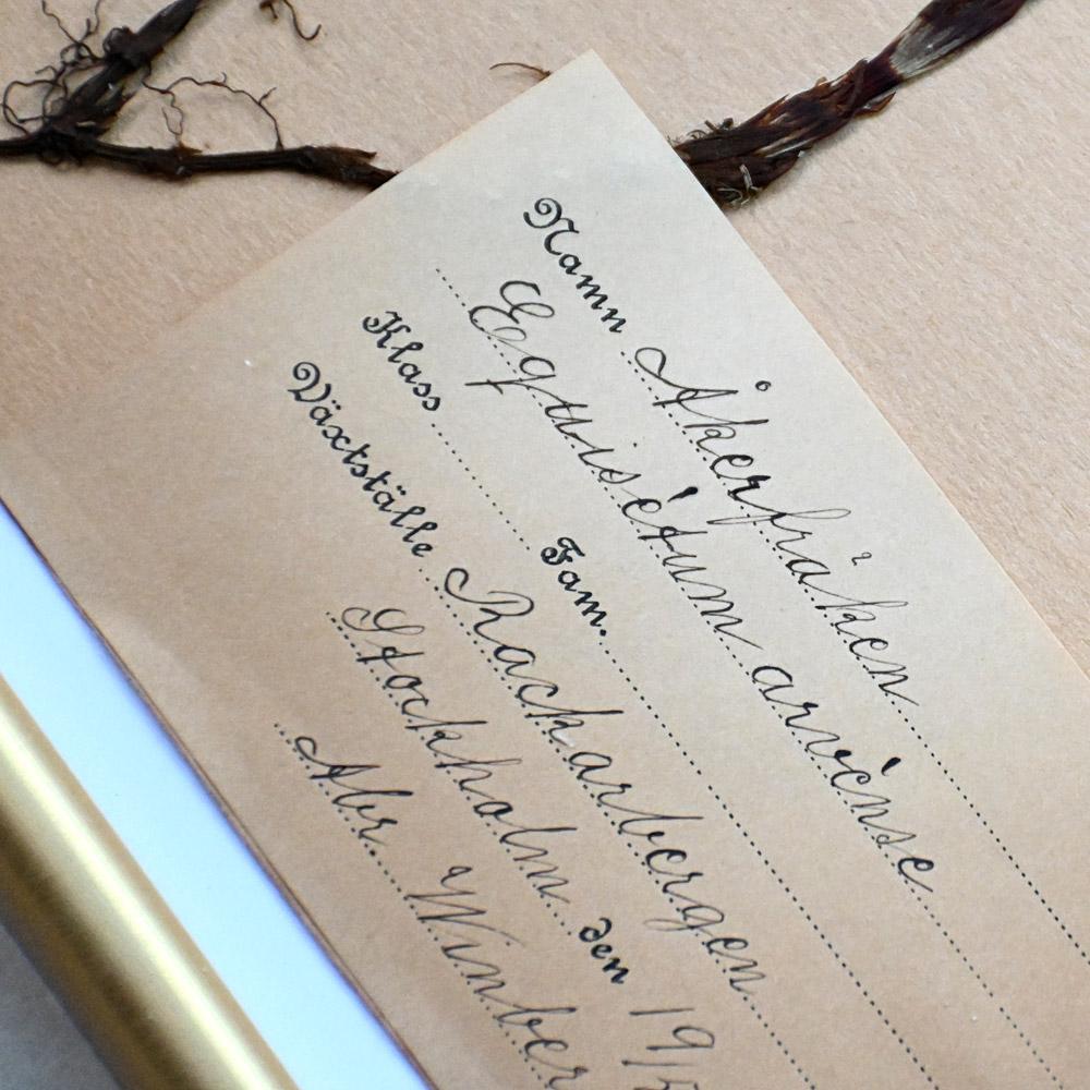 Ensemble de six échantillons encadrés de fleurs botaniques pressées du début du 20e siècle en vente 3