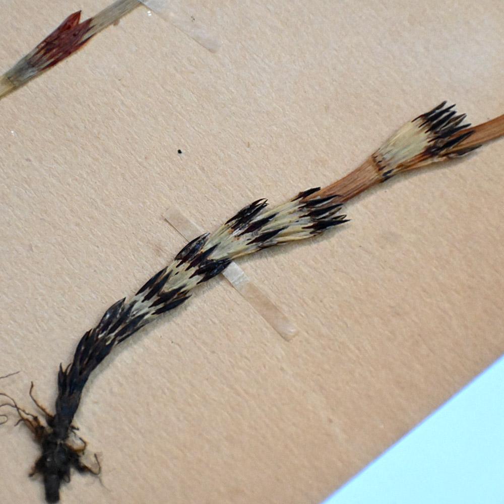 Ensemble de six échantillons encadrés de fleurs botaniques pressées du début du 20e siècle en vente 4