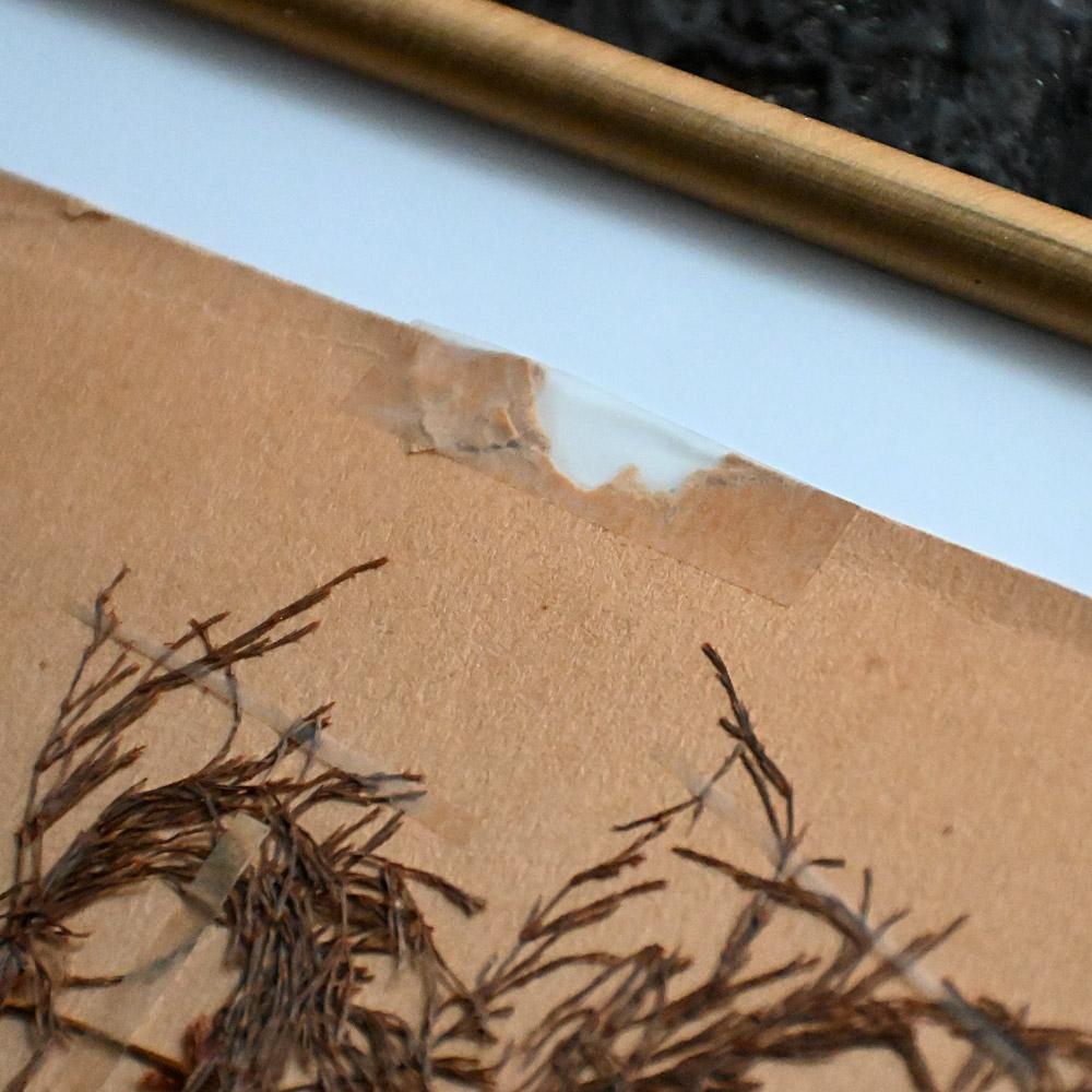 Ensemble de six échantillons encadrés de fleurs botaniques pressées du début du 20e siècle en vente 5