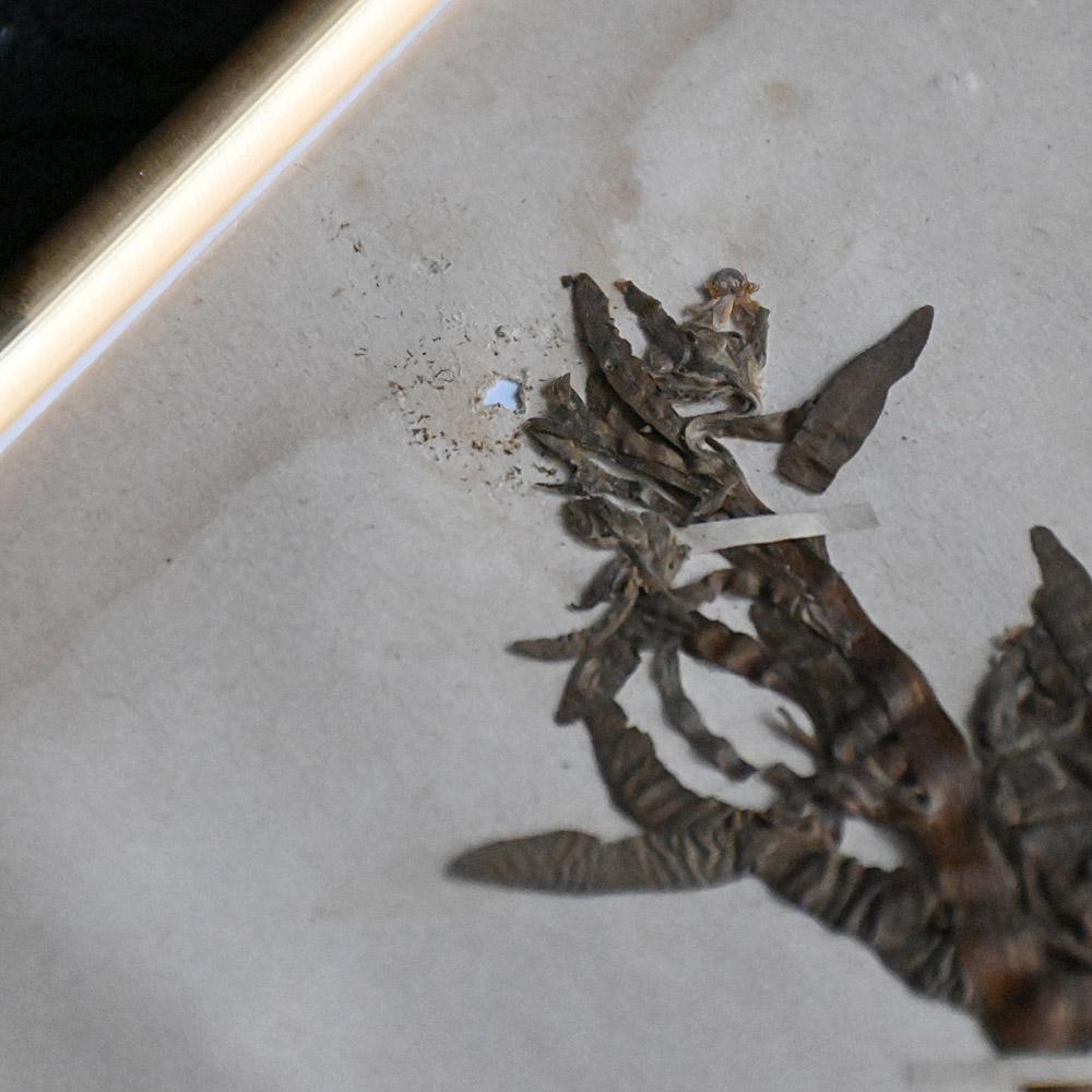 Ensemble de six échantillons encadrés de fleurs botaniques pressées du début du 20e siècle en vente 6