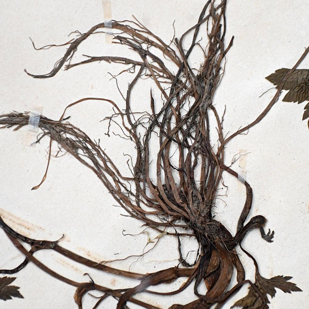 Ensemble de six échantillons encadrés de fleurs botaniques pressées du début du 20e siècle en vente 7