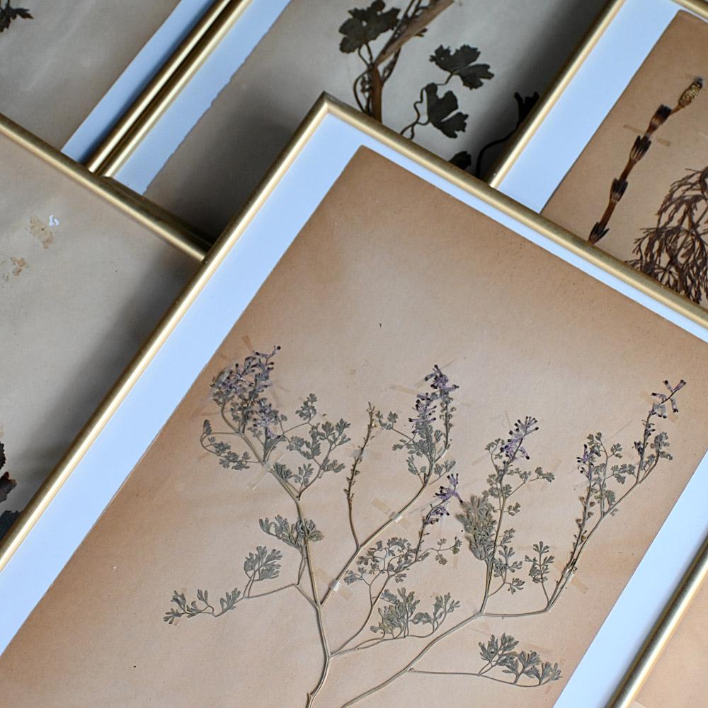 Ensemble de six échantillons encadrés de fleurs botaniques pressées du début du 20e siècle

Dimensions en pouces : H 17