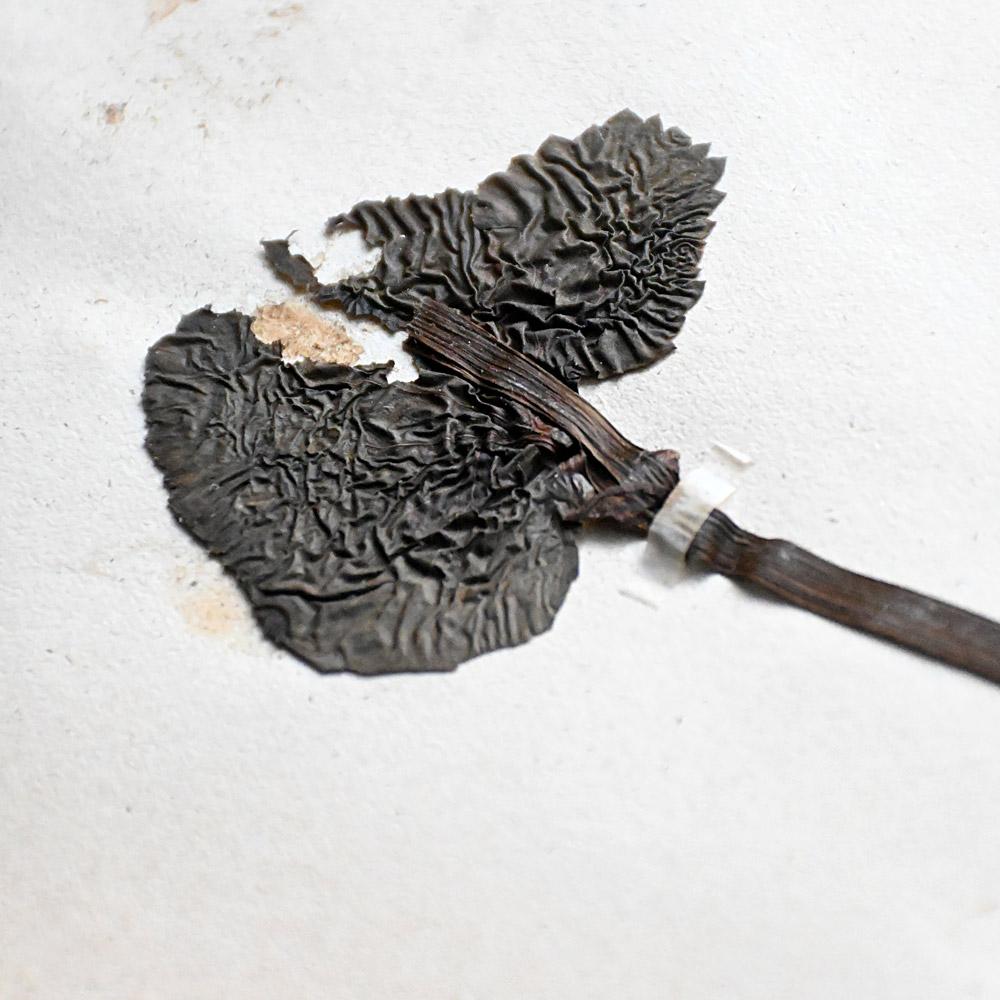 Victorien Ensemble de six échantillons encadrés de fleurs botaniques pressées du début du 20e siècle en vente