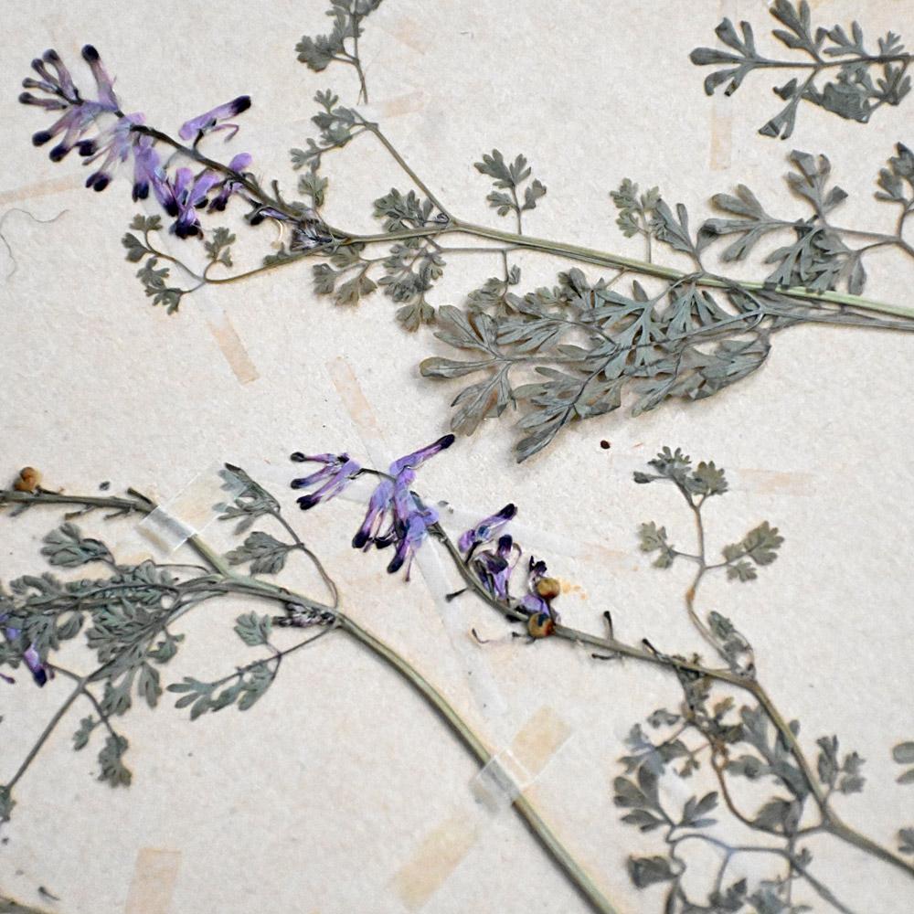 Britannique Ensemble de six échantillons encadrés de fleurs botaniques pressées du début du 20e siècle en vente