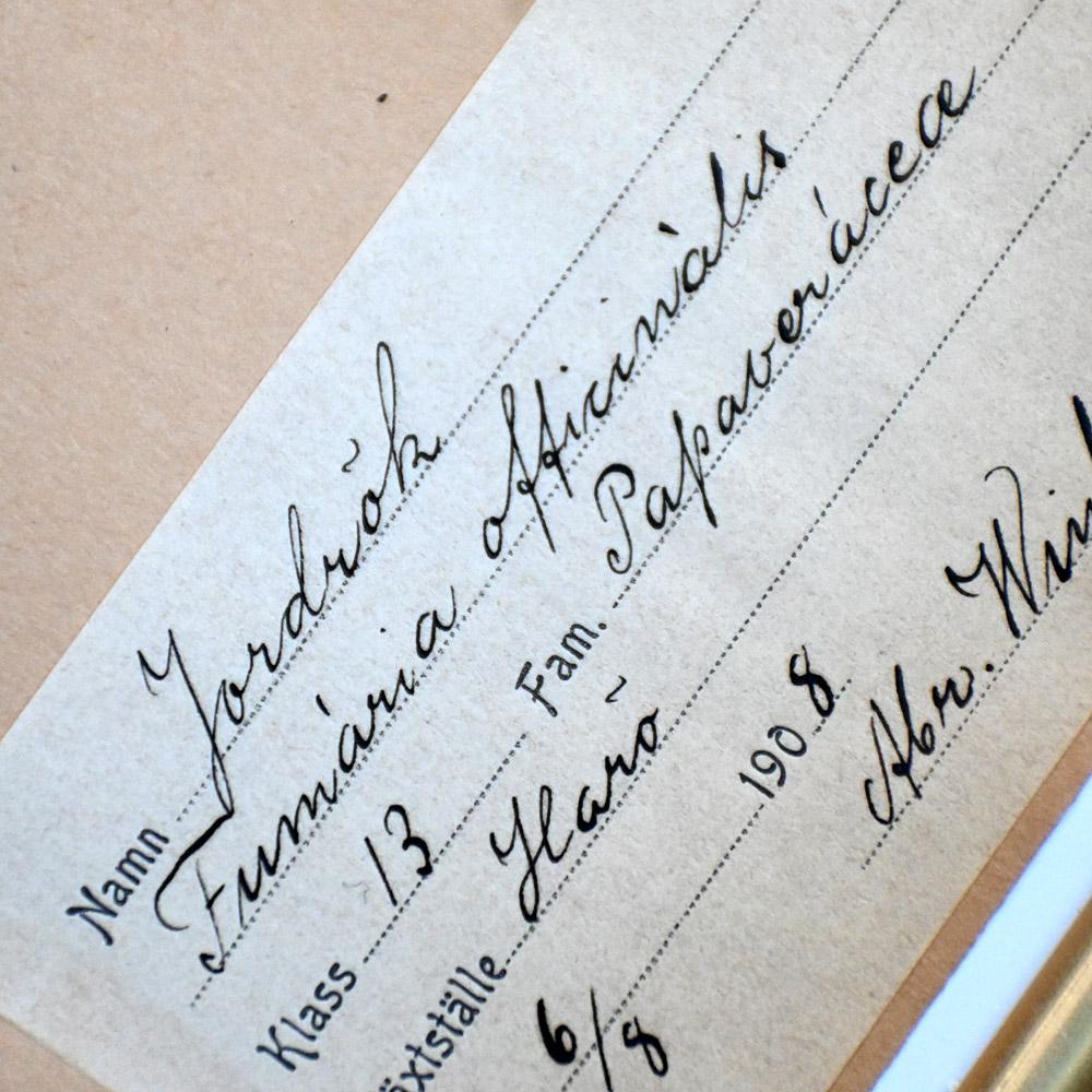 Fait main Ensemble de six échantillons encadrés de fleurs botaniques pressées du début du 20e siècle en vente